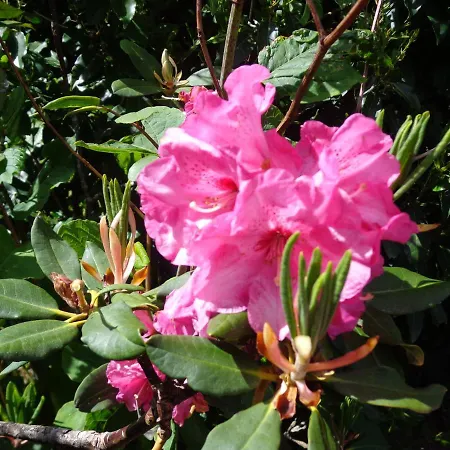 Bed & Breakfast Les Fleurs Du Mont *