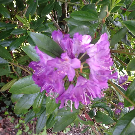 Les Fleurs Du Mont *
