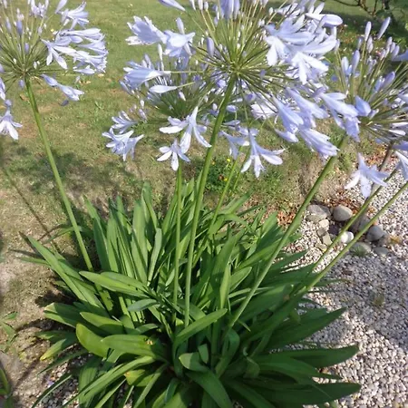 Les Fleurs Du Mont *