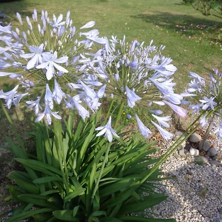 Les Fleurs Du Mont Bed & Breakfast